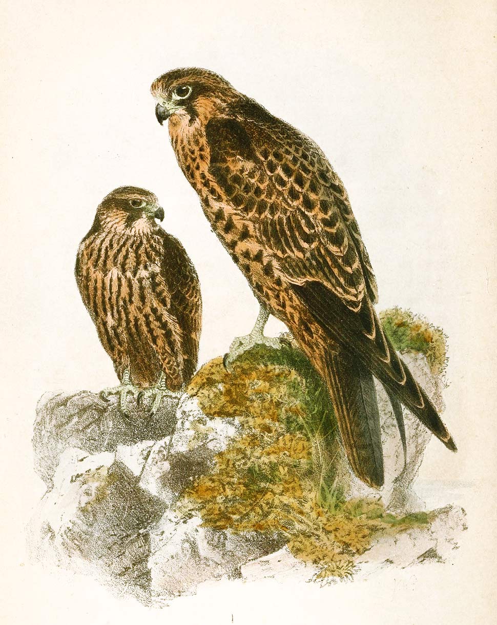 « Hypotriorchis eleonorae » = Falco della Regina - Joseph Wolf