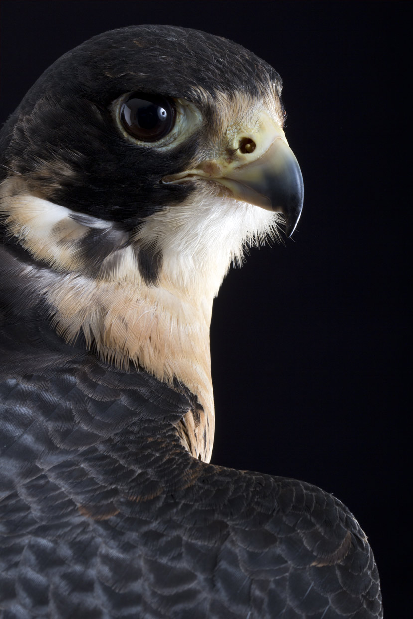 Il profilo del falco pellegrino è caratterizzato dal "cappuccio nero" da cui ne deriva il nome