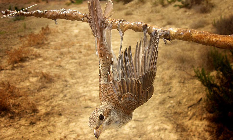 Un'averla piccola vittima della micidiale colla (foto BirdLife Cipro)