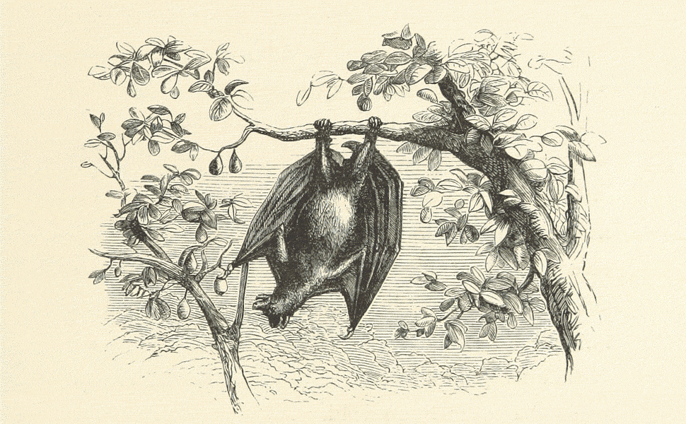 la maggior parte dei pipistrelli si nutre di frutta e insetti