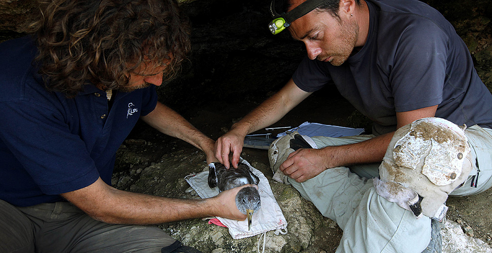 Carlo Catoni e Jacopo Cecere durante le operazioni di studio su un nido di berta maggiore alle isole Tremiti 
