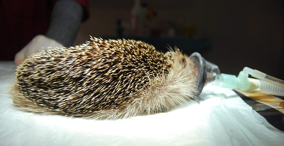 Un riccio viene sottoposto ad anestesia prima di un intervento Un riccio viene sottoposto ad anestesia prima di un intervento