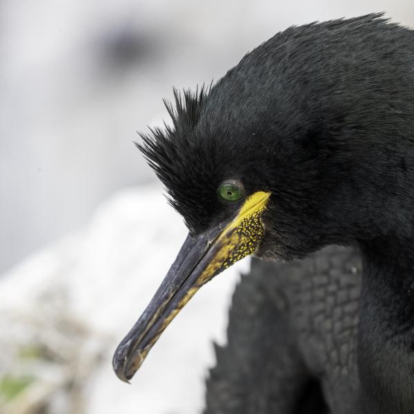 Marangone dal ciuffo