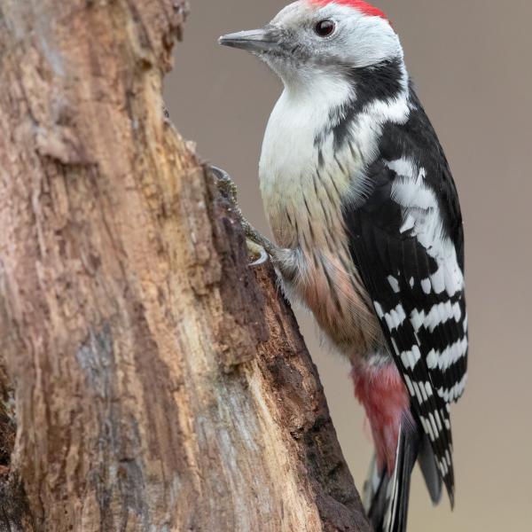 Picchio rosso mezzano