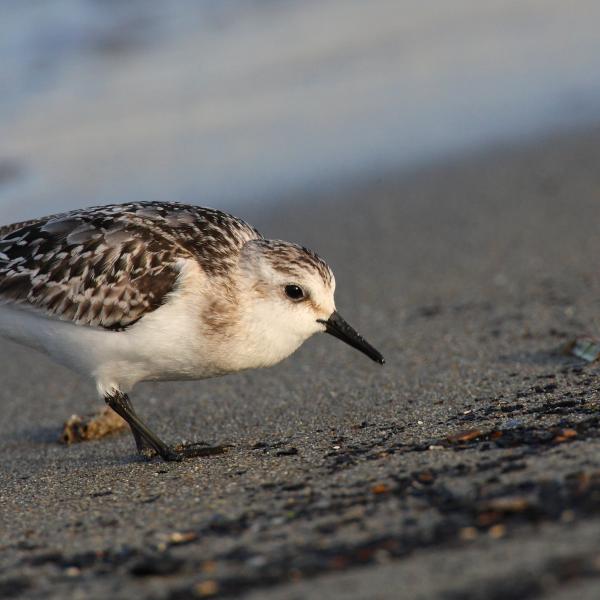 Piovanello tridattilo