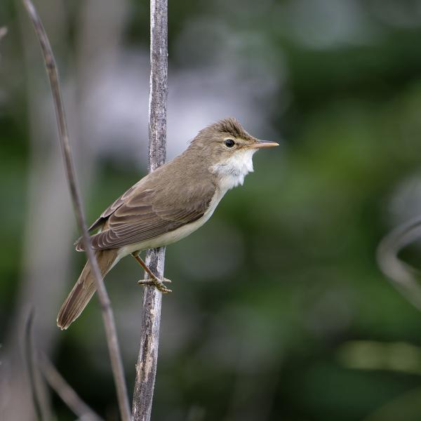 Cannaiola verdognola