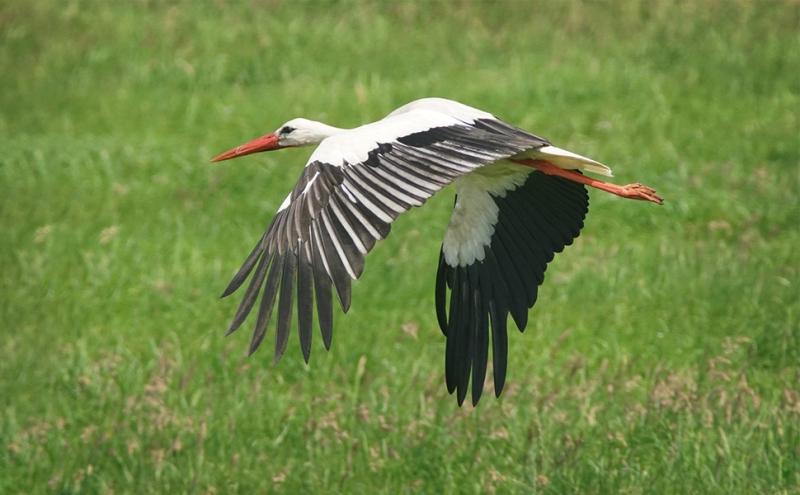 cicogna di Dornenwolf CC BY SA 2.0 cicogna di Dornenwolf CC BY SA 2.0