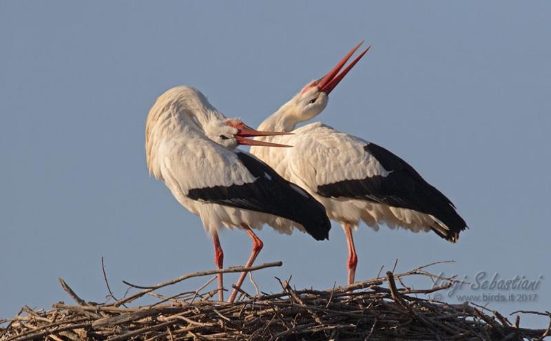 Cicogna bianca, foto Luigi Sebastiani Luigi Sebastiani www.birds.it