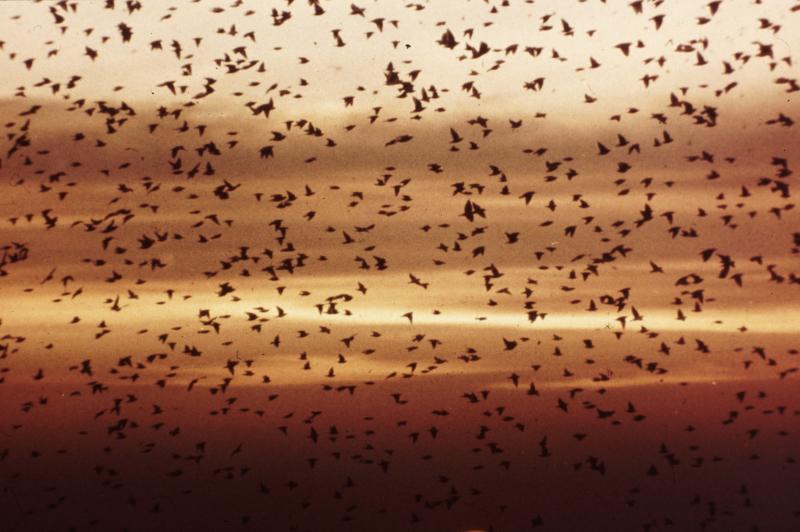 Storni in migrazione