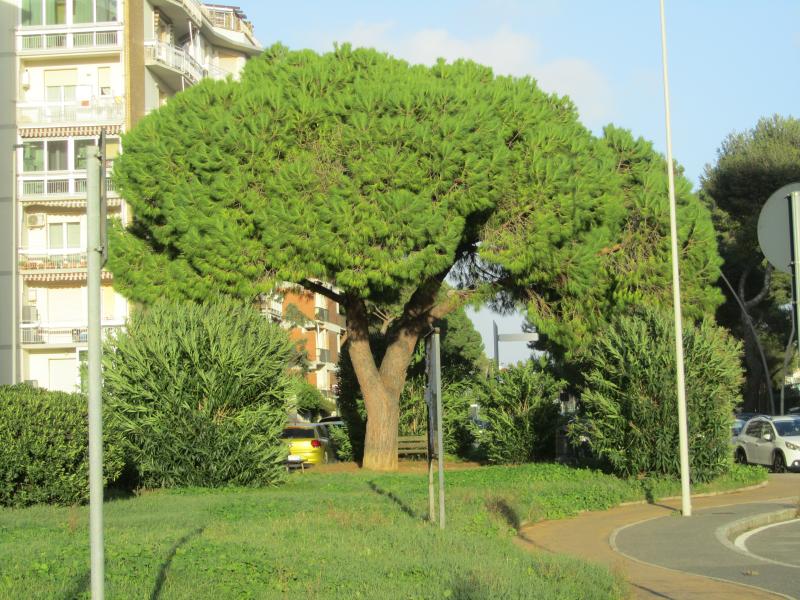Un esempio di pino domestico gestito correttamente