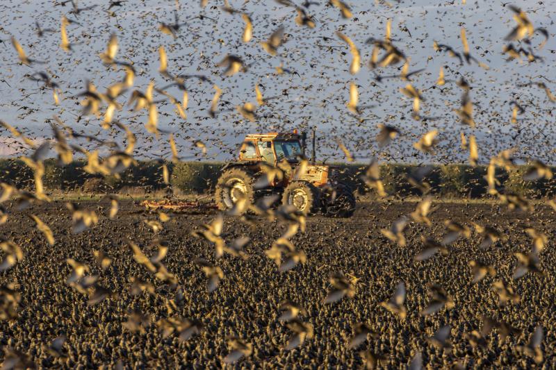 Voli orchestrati tra i campi coltivati