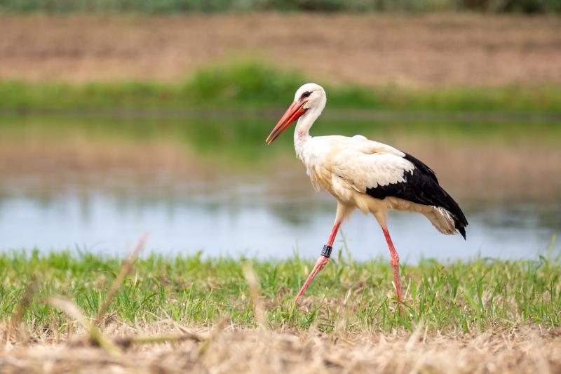 La cicogna bianca dopo la liberazione
