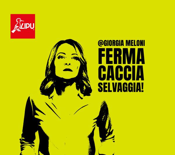 L'immagine che accompagna la petizione