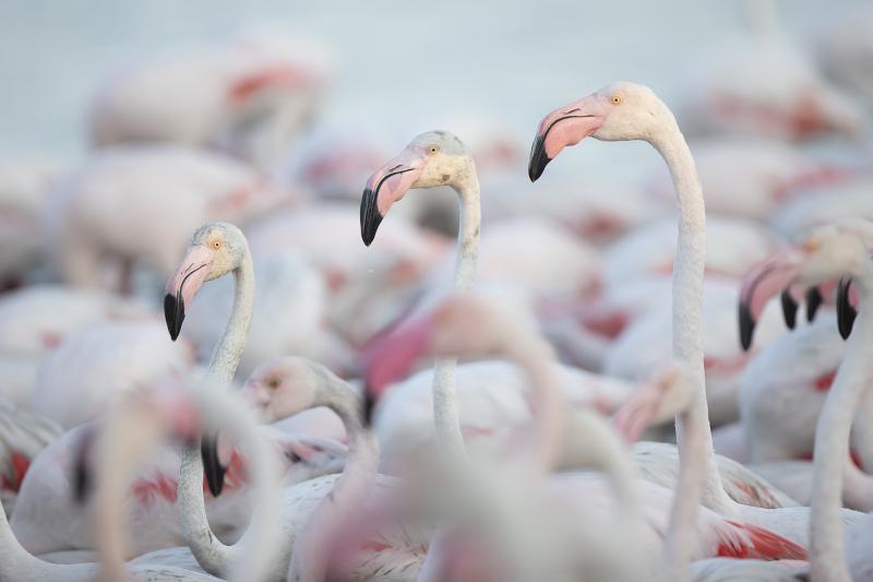 Fenicotteri