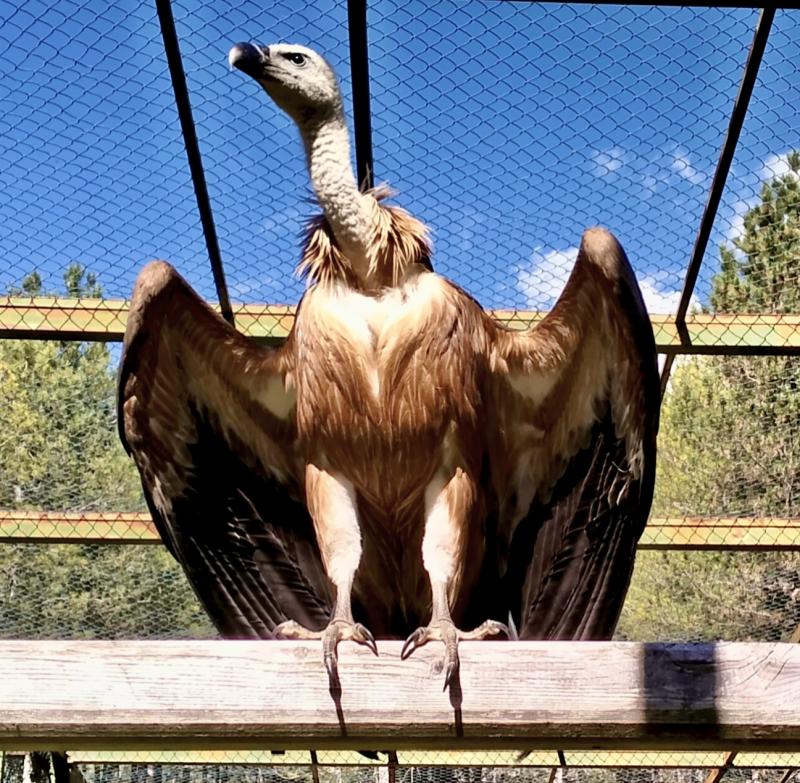 Il grifone recuperato a settembre ora in voliera