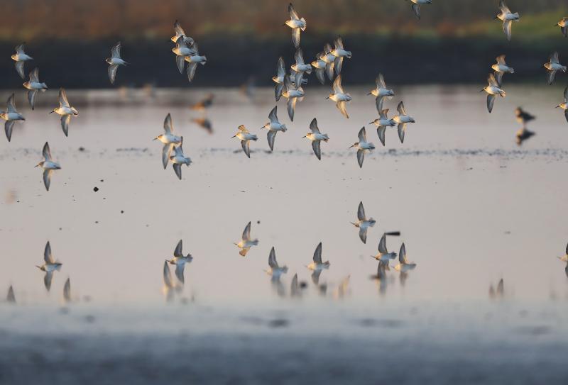 Piovanelli pancianera