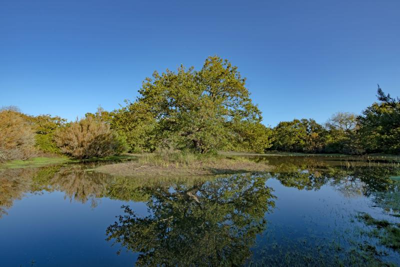La zona umida della Tenuta presidenziale di Castelporziano