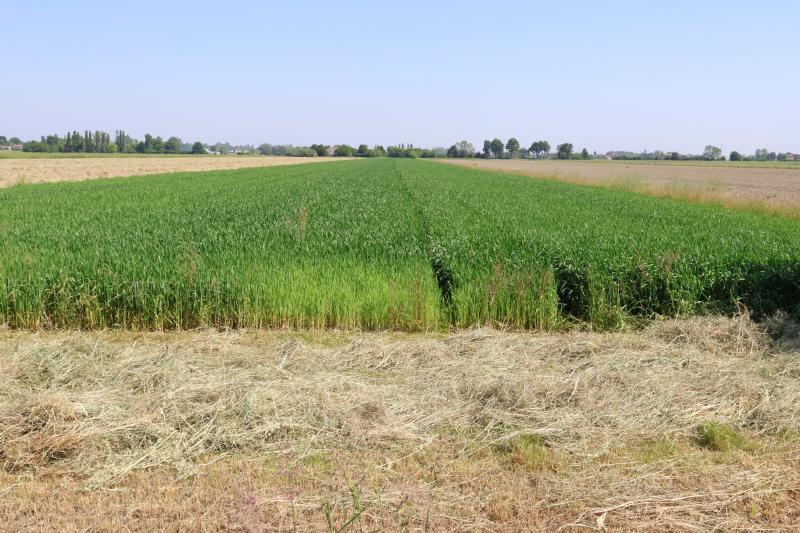 Campo agricolo in Pianura padana