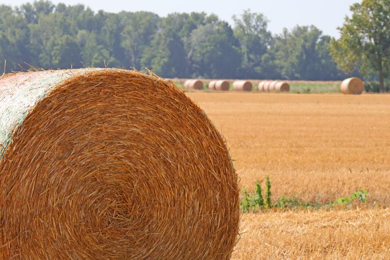 Agricoltura in pianura padana