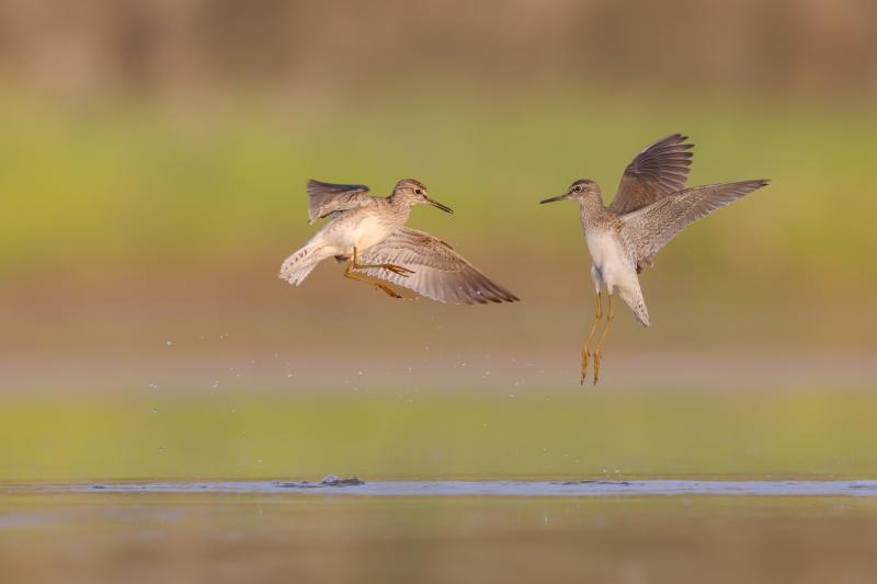 Piro-piro boschereccio