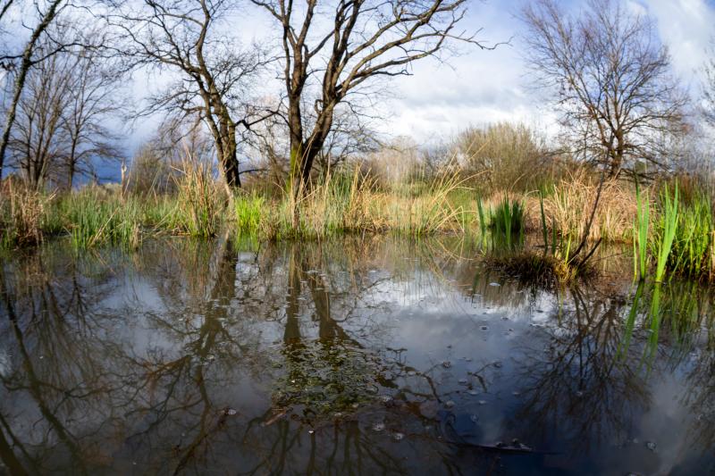Prato umido con farnie nella Riserva Naturale del Lago di Sibolla