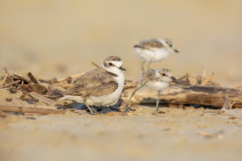 Fratini, concorso fotografico Life A-Mar 2023