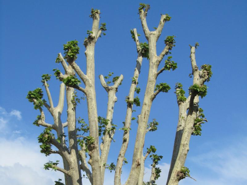 Un esempio di potatura non corretta