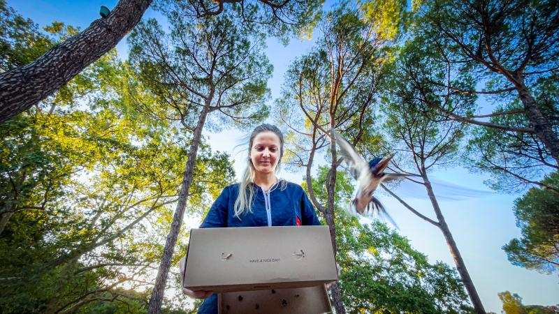 Una liberazione a cura del Crfs della Lipu a Roma