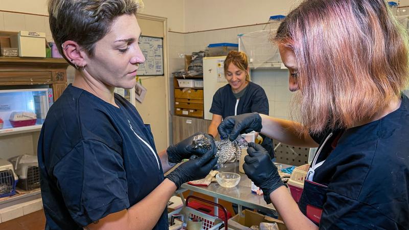 Cure al Centro recupero della Lipu "La Fagiana"