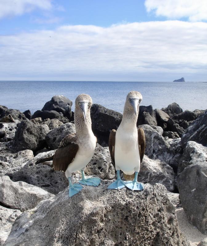 Sule delle Galapagos 