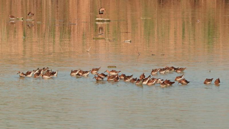 Combattenti, Riserva naturale Torrile Trecasali