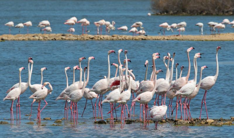 Fenicotteri alla Riserva Priolo