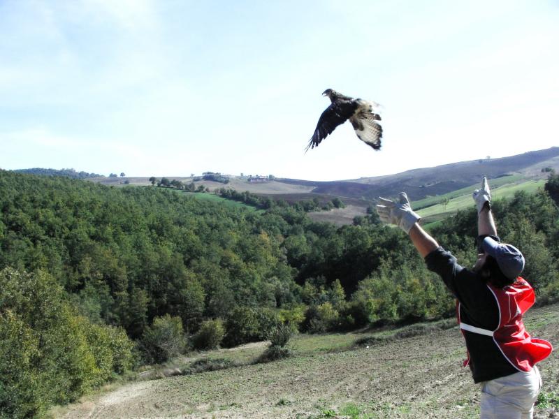 Una liberazione di poiana curata dalla Lipu