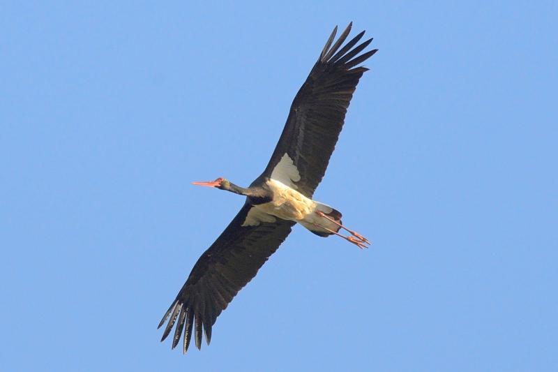 Cicogna nera