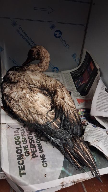 Il cigno nero ricoverato al Crfs La Fagiana della Lipu