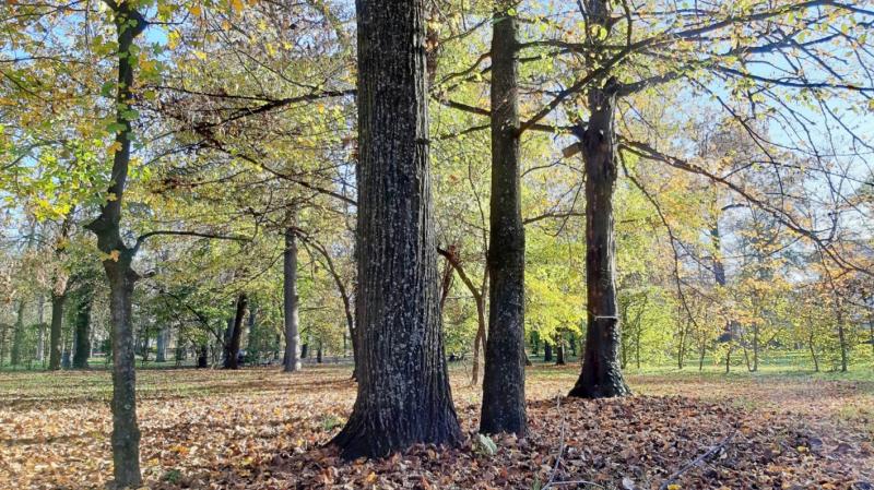 Parco urbano