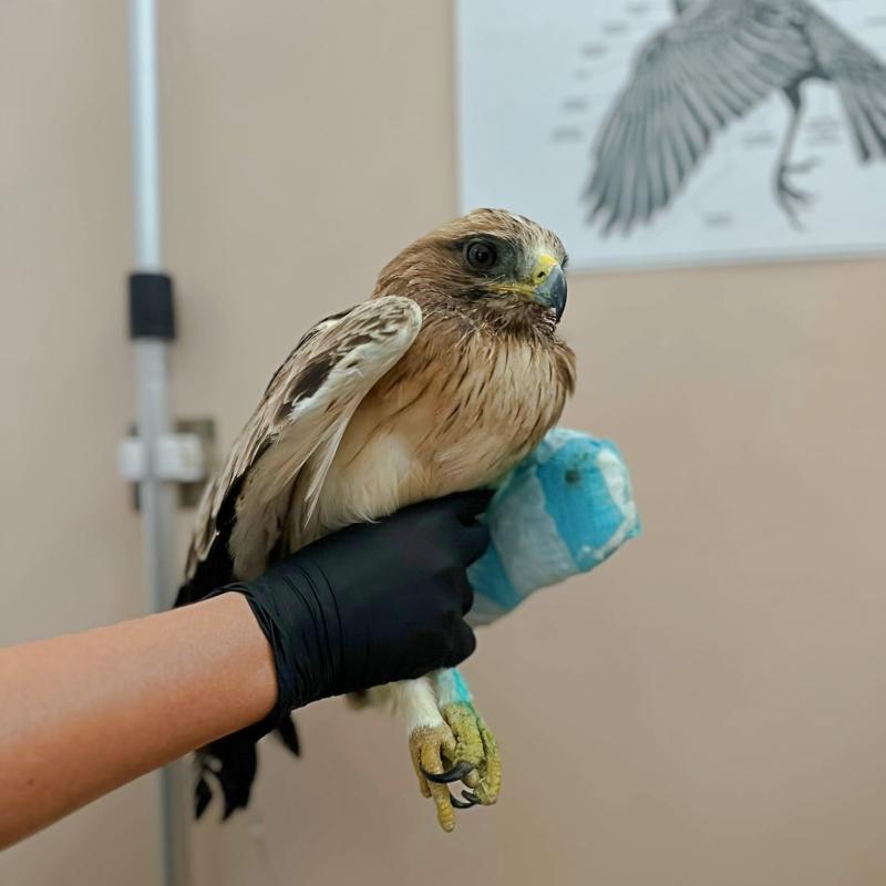 L'aquila minore soccorsa al Centro recupero della Lipu