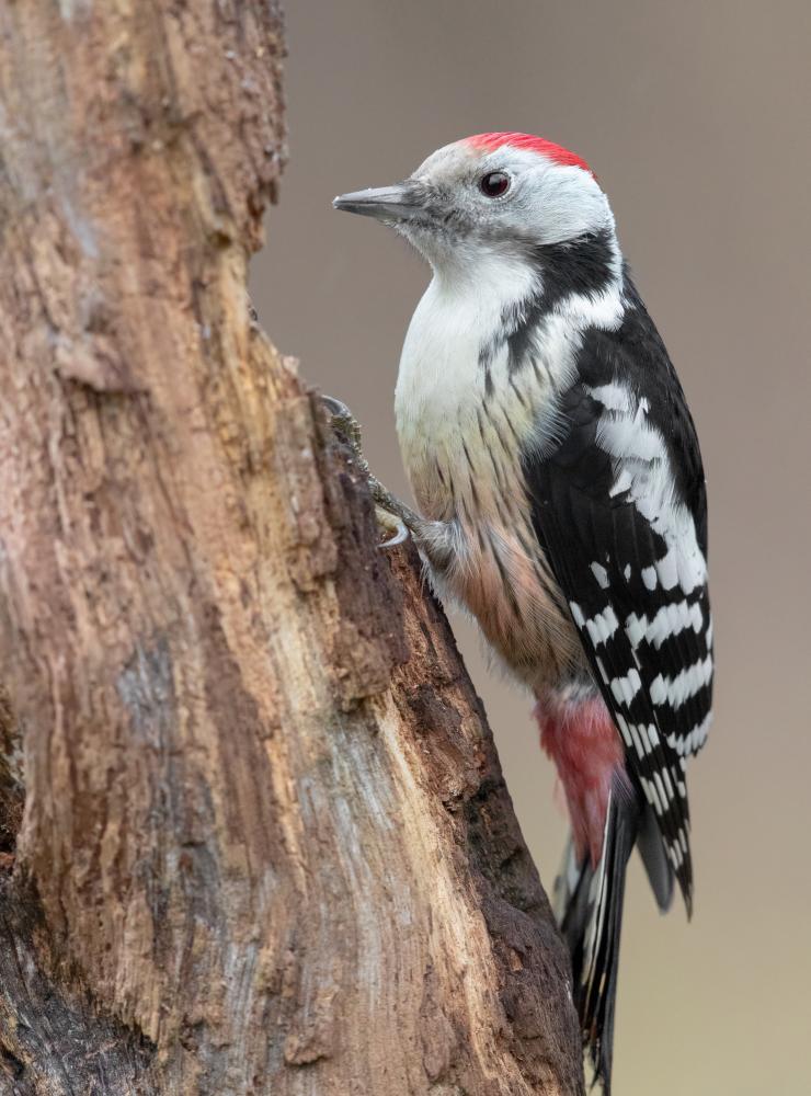 Picchio rosso mezzano