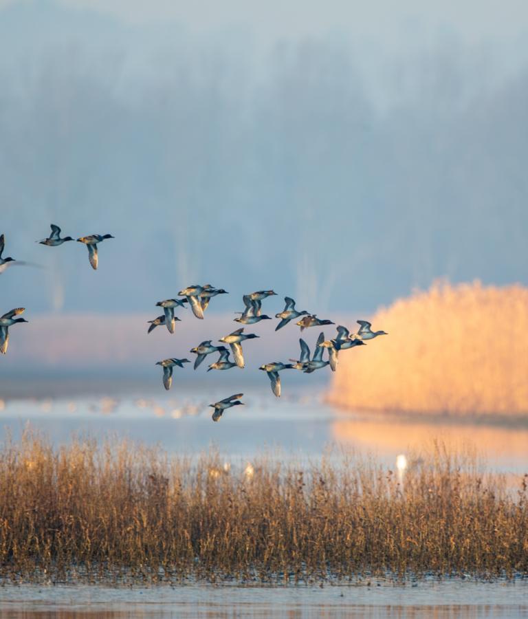 Alzavole e mestoli alla Riserva Palude del Fucecchio, in Toscana