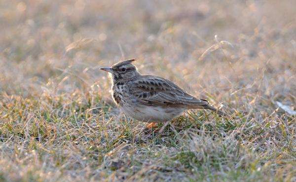 Allodola - Foto Maurizio Bonora 