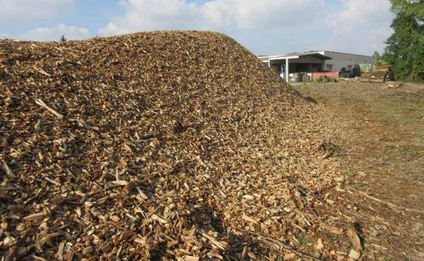 Gli alberi distrutti vengono trasformati in combustibile per le centrali a biomasse 