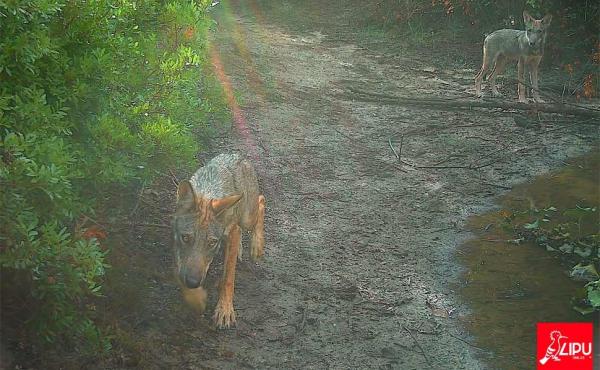 I cuccioli di lupo ripresi pochi giorni fa nell'Oasi della Lipu 