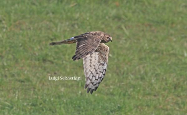 albanella reale - Foto Luigi Sebastiani Luigi Sebastiani