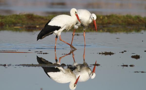 Cicogna bianca, foto Massimo Brambilla 