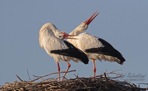 Cicogna bianca, foto Luigi Sebastiani Luigi Sebastiani www.birds.it