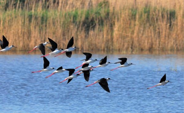Cavalieri d'Italia - Franco Baccelli 