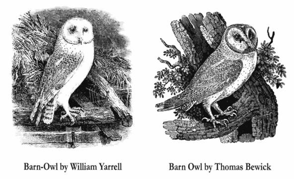 barbagianni nella letteratura