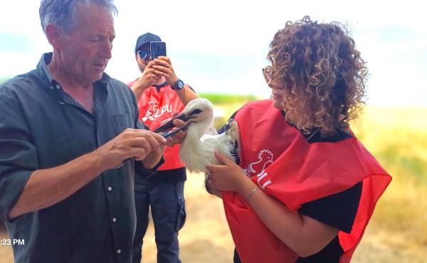 La misurazione del becco