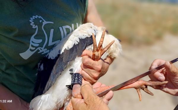 Un momento dell'inanellamento