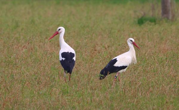 Due esemplari di cicogna bianca